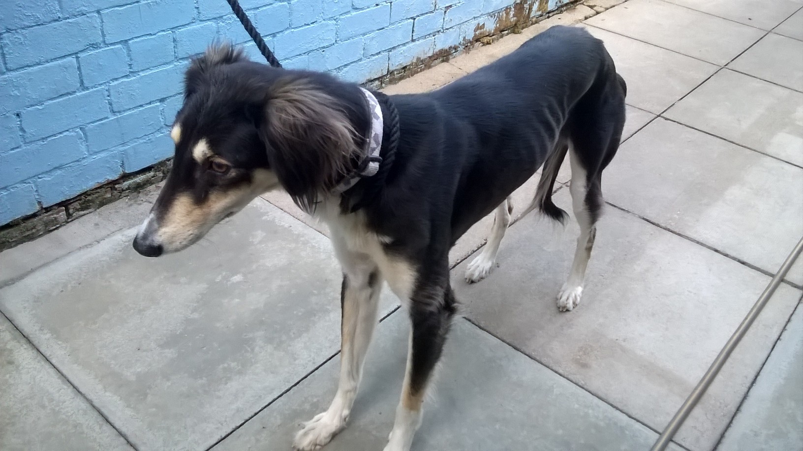 Mkc 2008221530 Lost Dogs Uk