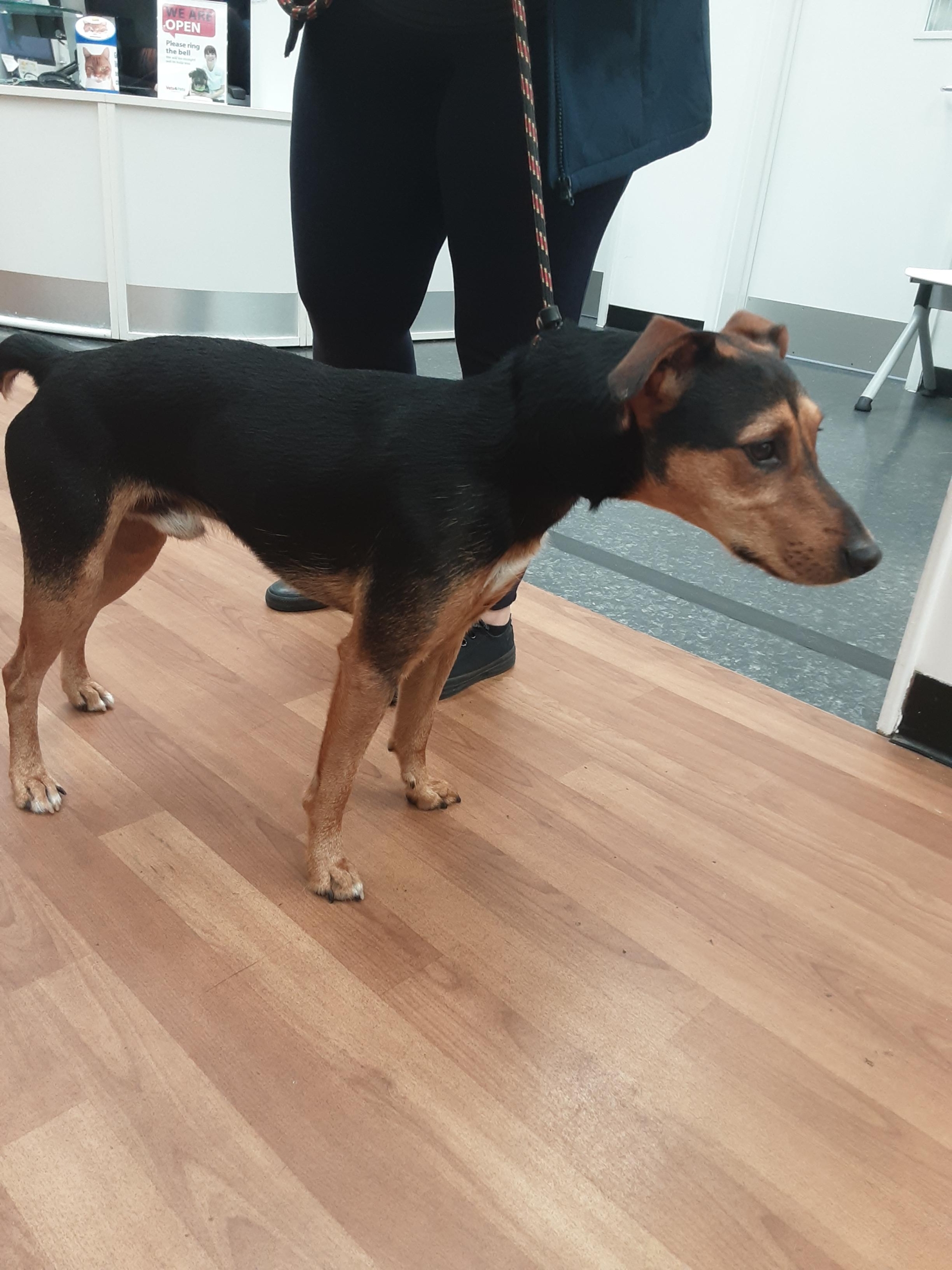 Mkc Sdk101585 Lost Dogs Uk