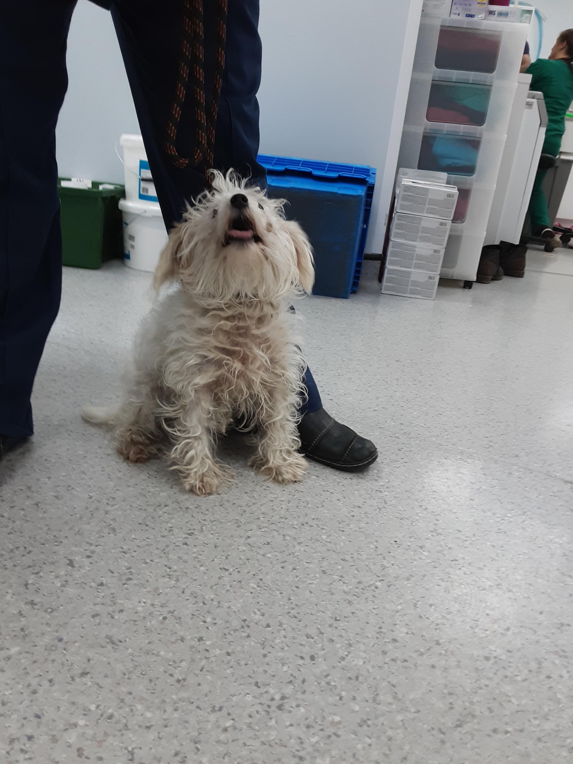 Mkc 0711221103 Lost Dogs Uk