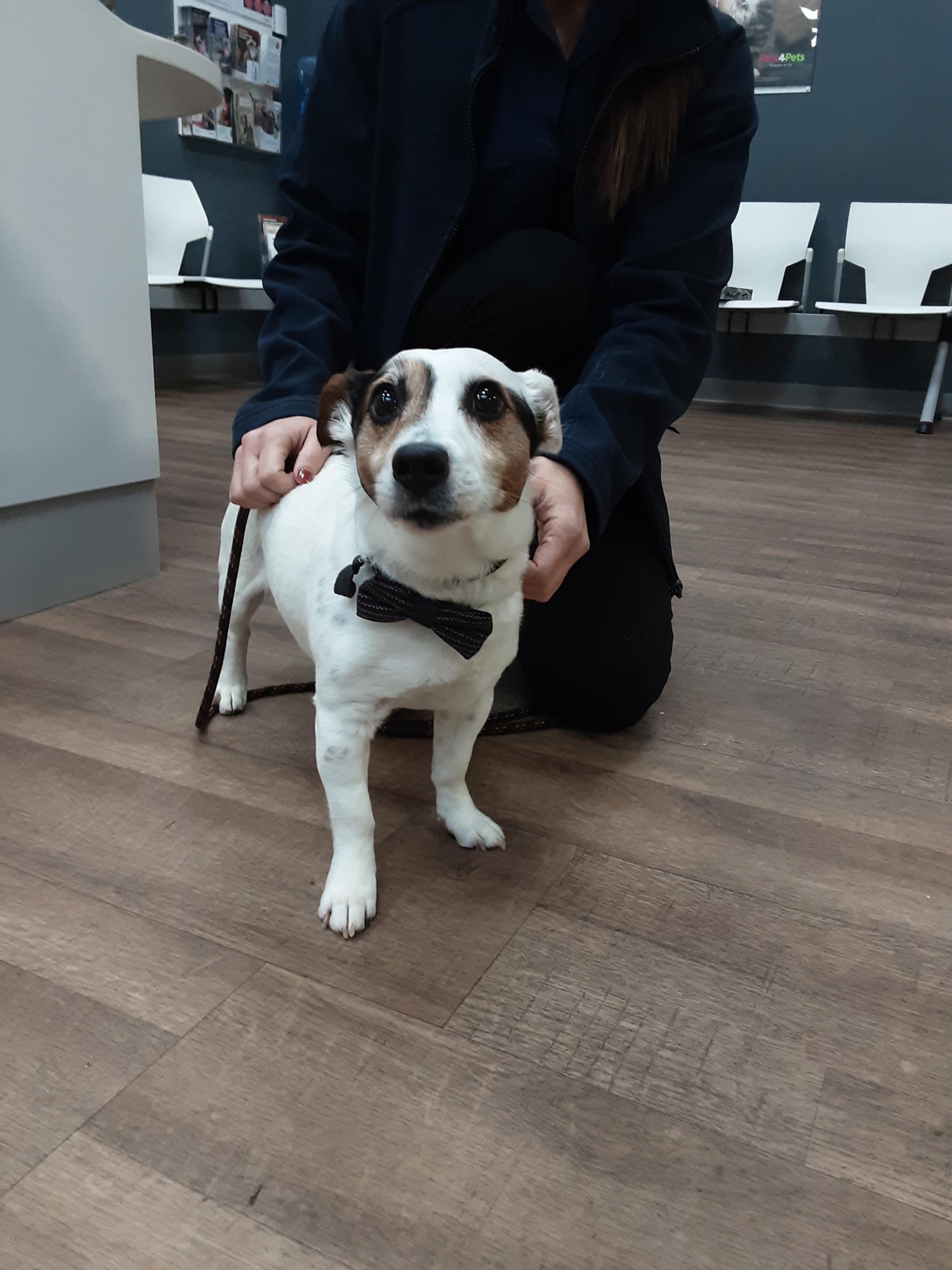 Mkc 0711221145 Lost Dogs Uk